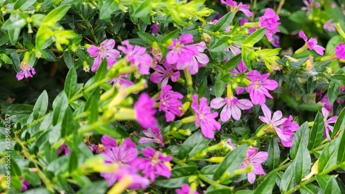 Cuphea hyssopifolia, commonly known as Mexican heather, false heather, or Hawaiian heather. It is a small evergreen shrub native to Mexico
