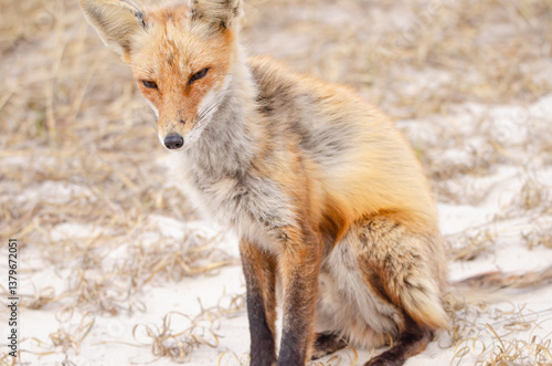 Male red fox sitting