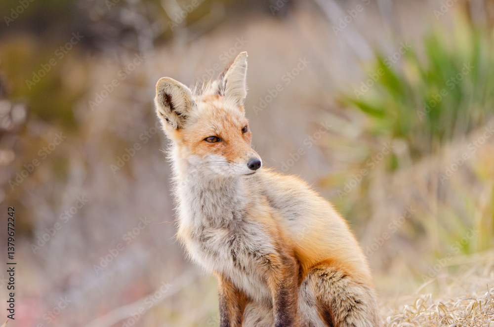 Fototapeta premium Red Fox sitting