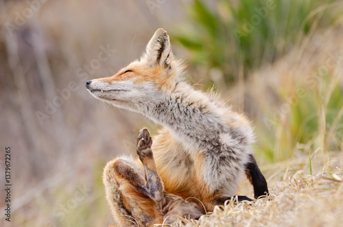  Male red fox scratching