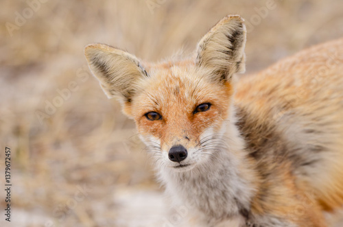 Red Fox portrait