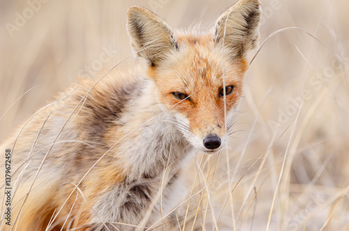 red fox in the wild