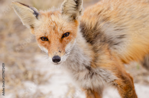 Red Fox Portrait