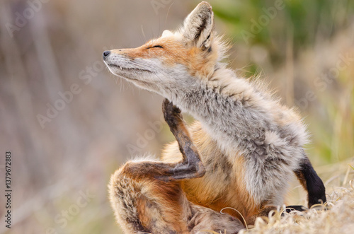 Red fox scratching its self