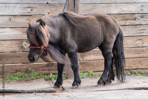 Wallpaper Mural Black Shetland Pony Standing in Barnyard: Robust black Shetland pony with a thick mane and tail, standing majestically in a rustic barnyard setting. Torontodigital.ca