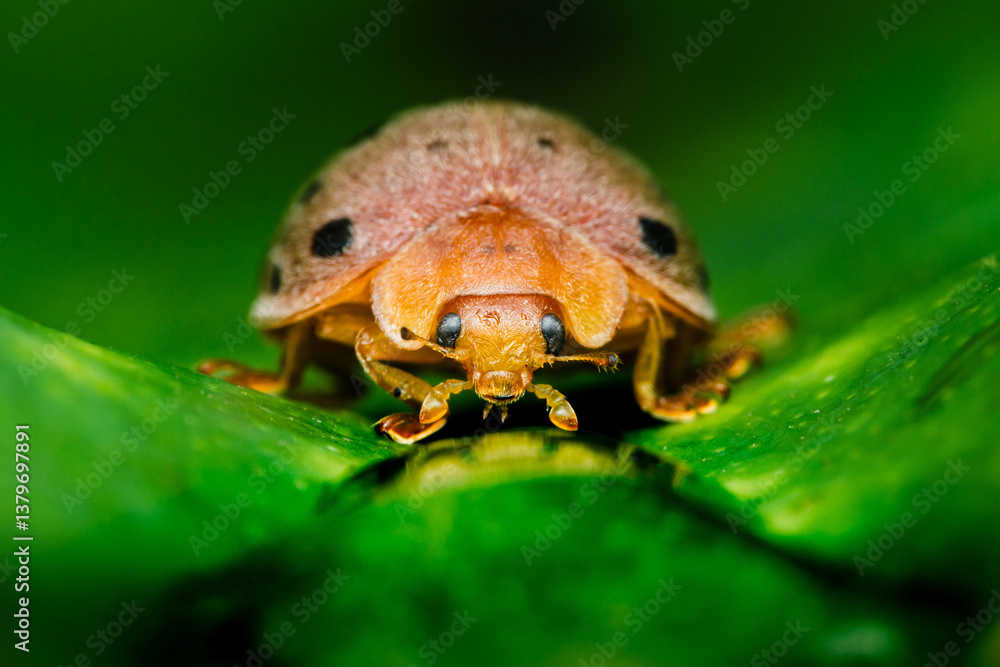 Naklejka premium Tortoise beetle exploring green leaf in close-up macro photography