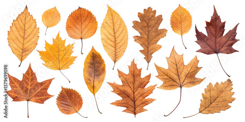 A collection of autumn leaves showcasing nature's vibrant fall palette with warm golden and brown hues against a stark white backdrop.