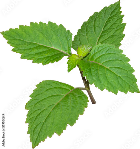 Patchouli leaves (Pogostemon cablin) on a transparent background. Patchouli leaves are the basic ingredient for making essential oils. PNG