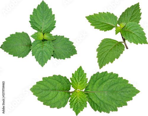 Cuadro en lienzo Patchouli leaves (Pogostemon cablin) on a transparent background
