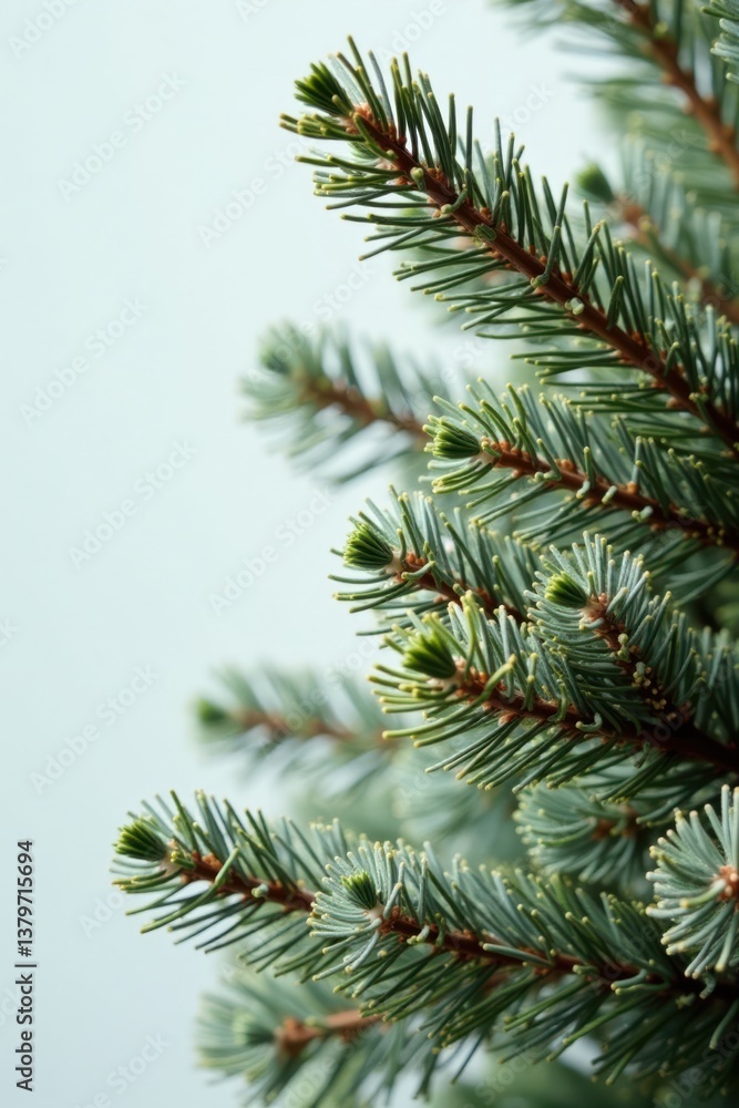A cluster of bare Christmas tree branches with twigs and needles, Christmas tree branches background, natural A cluster of bare Christmas tree branches with twigs and needles, Christmas tree branches background, natural