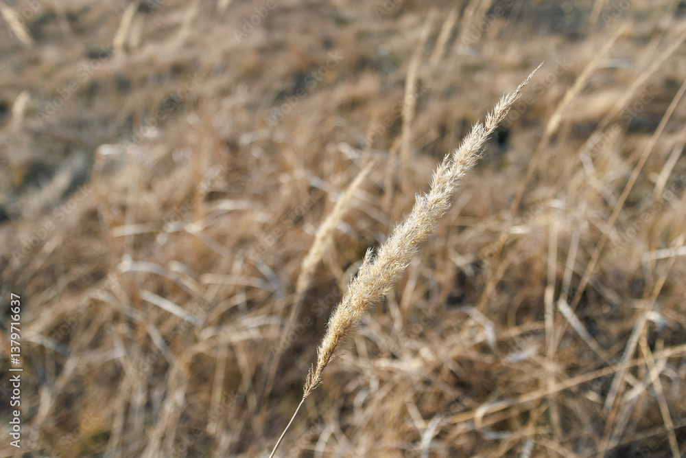 Fototapeta premium Close-up of dry grass seed head in field