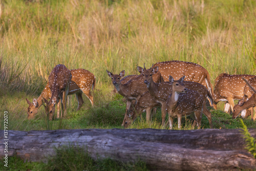 Canvas Print Spotted Deer herd - photographed in Nagarhole National Park (India)