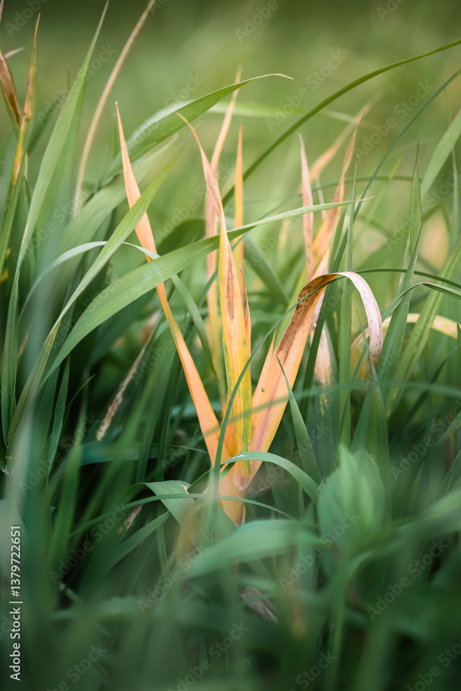 Obraz premium Grass in the autumn forest with yellow and green shades symbolizing the change of seasons.