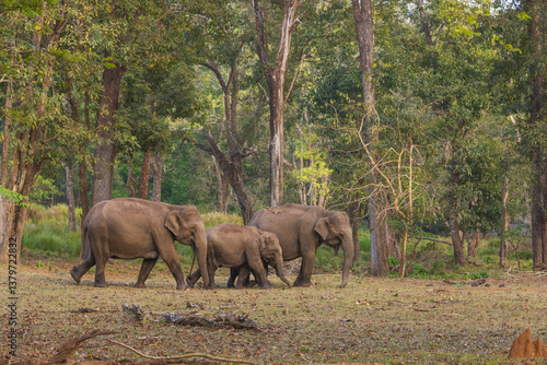 Photography Wild Elephant Herd in Nagarhole National Park (Karnataka, India)