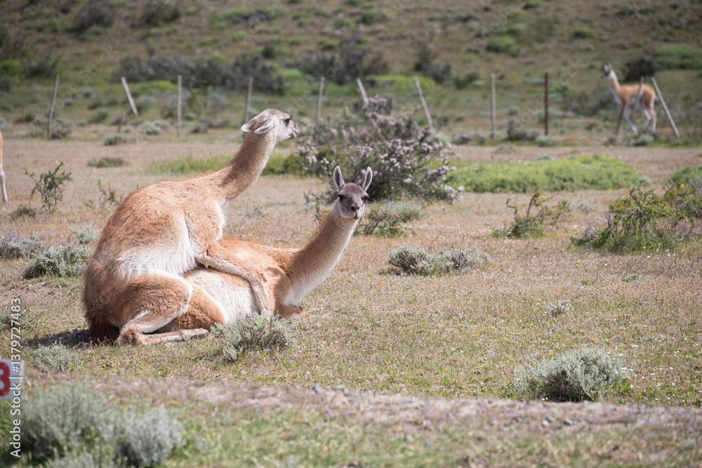Fototapeta premium Guanaco close up photo in Peninsula Valdes, Patagonia, Argentina