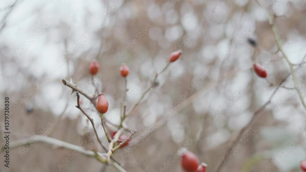 Close-up of rose hips (cynorrhodons) on delicate branches, featuring vivid red colors and intricate textures, symbolizing resilience and the cycle of life in nature. Close-up of rose hips (cynorrhodons) on delicate branches, featuring vivid red colors and intricate textures, symbolizing resilience and the cycle of life in nature.