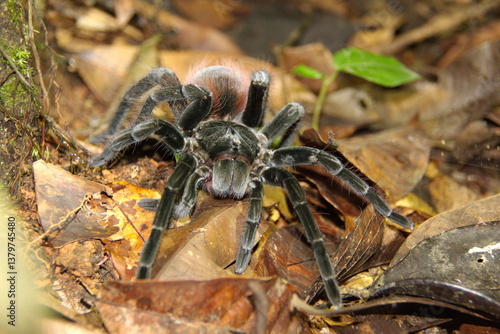 Ecuadorian brown velvet tarantula (Megaphobema velvetosoma) on the ground at night, in the Cuyabeno Wildlife Reserve, outside of Lago Agrio, Ecuador