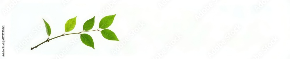A single branch with green leaves against a bright white background, isolated, plant A single branch with green leaves against a bright white background, isolated, plant