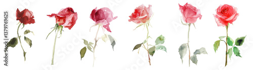 Vector watercolor red roses Hand Painted, pink rose decoration painting,Valentine's Day Bouquet, Confession, Wedding