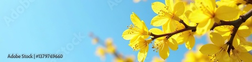 Beautiful forsythia tree with bright yellow blossoms blooming against a clear blue sky backdrop,  spring,  nature