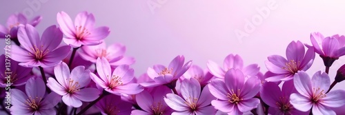 An exquisite display of vibrant purple blossoms blooming against a blank backdrop, perfect for floral enthusiasts and nature-inspired projects,  natural,  blank background