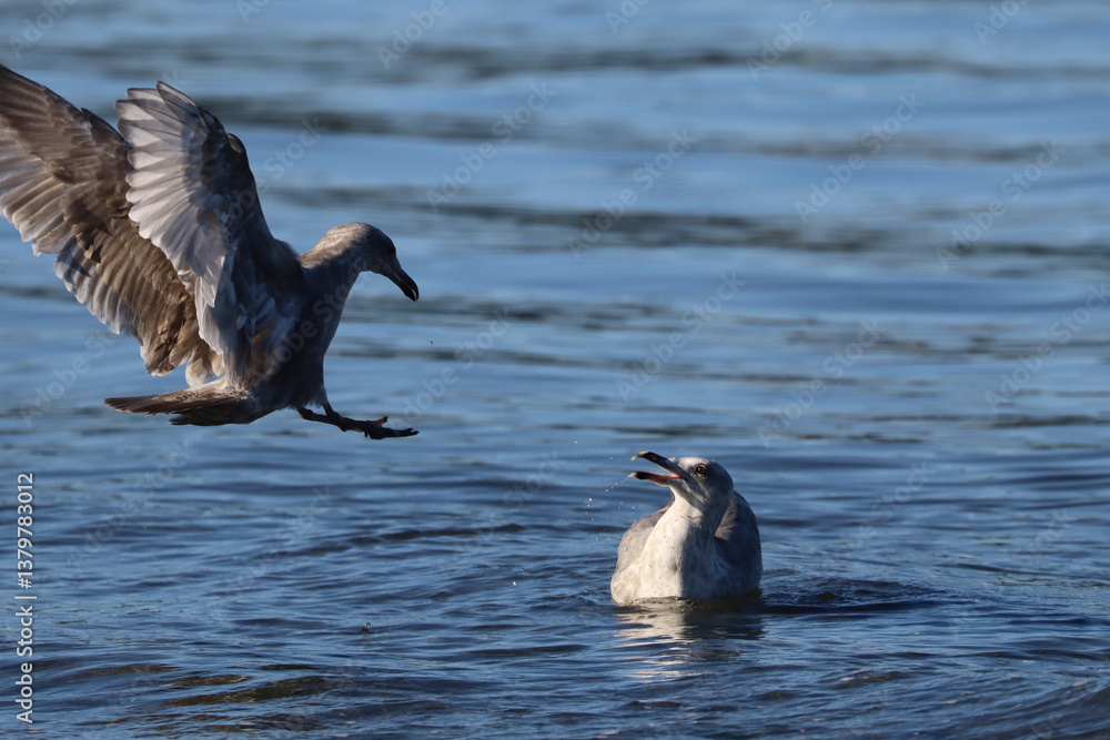 Fototapeta premium Two Gulls, Fighting