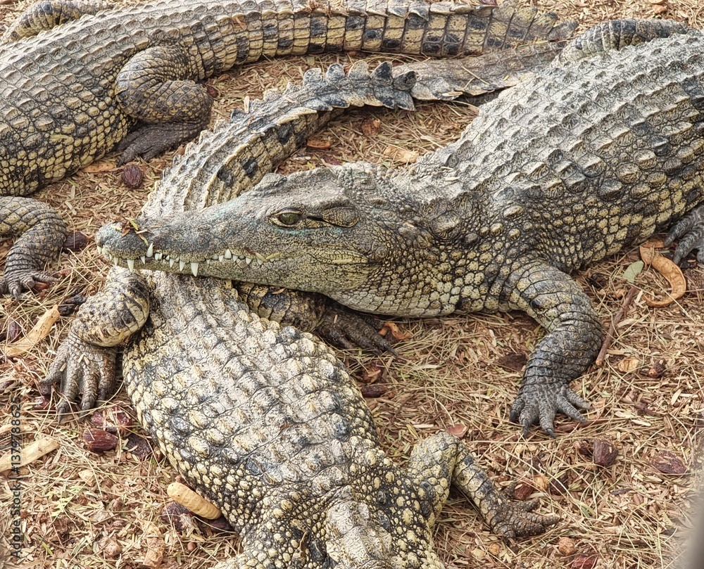 Fototapeta premium Resting crocodiles .