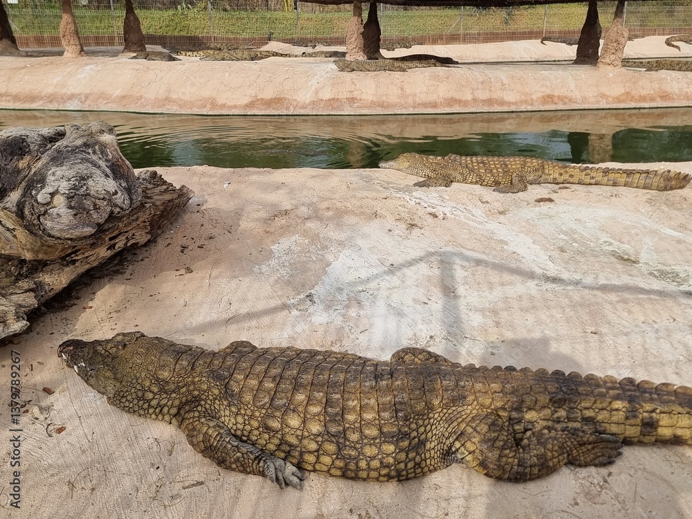 Fototapeta premium Resting crocodiles .