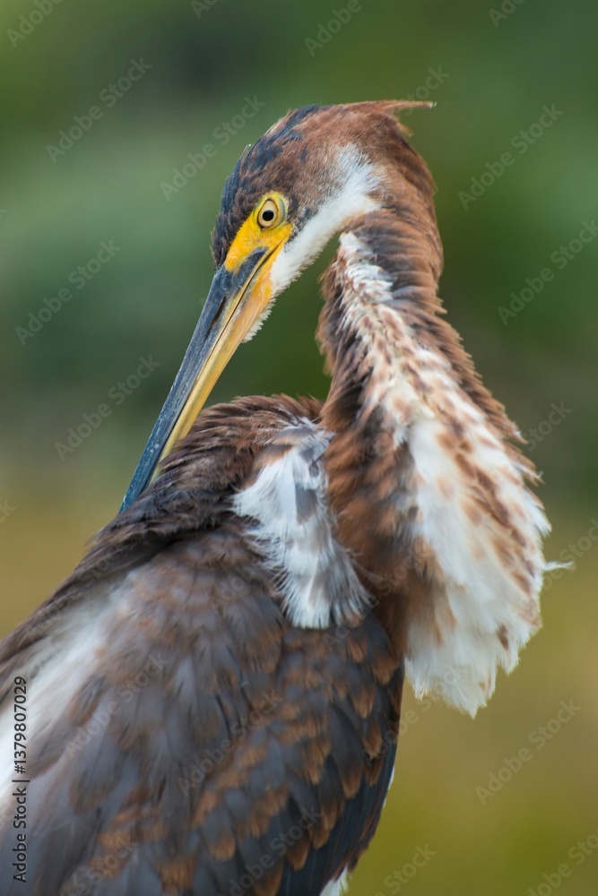 Obraz premium Juvenile great blue heron