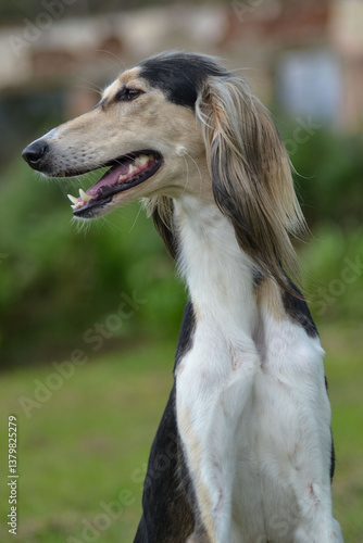 Elegant Saluki Dog Standing Proudly in a Green Garden  