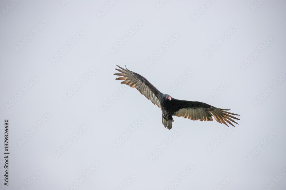 Fototapeta premium Turkey Vulture (Cathartes aura) soars in bright sky with wings spread wide in upward glide