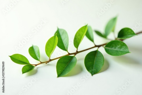 Delicate branch with small leaves isolated on white surface, tree, leaf