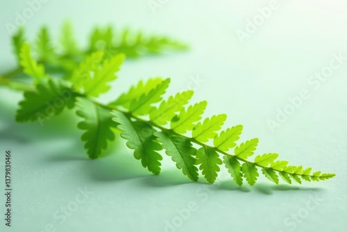 Delicate fern fronds with light filter on white surface, green, forest, botanical