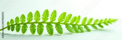Delicate fern fronds with light filter on white surface, isolated, nature