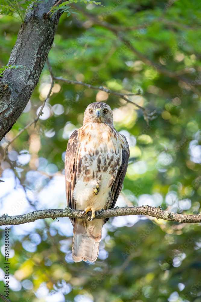 Red-tailed Hawk (Buteo jamaicensis) looks to the right while perched calmly on high branch Red-tailed Hawk (Buteo jamaicensis) looks to the right while perched calmly on high branch