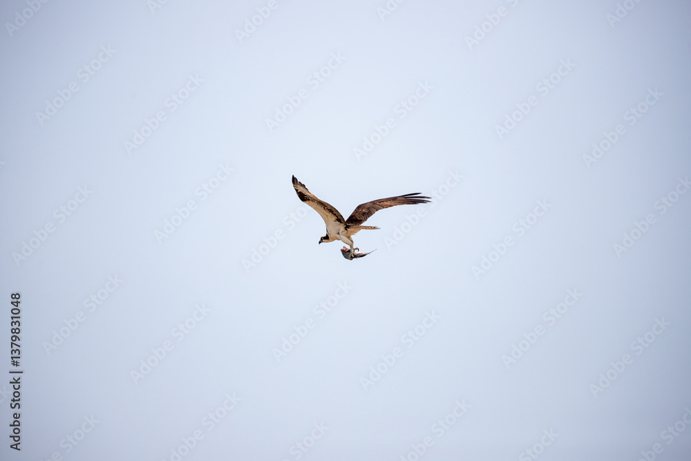 Osprey in flight with wings outstretched against pale sky Osprey in flight with wings outstretched against pale sky