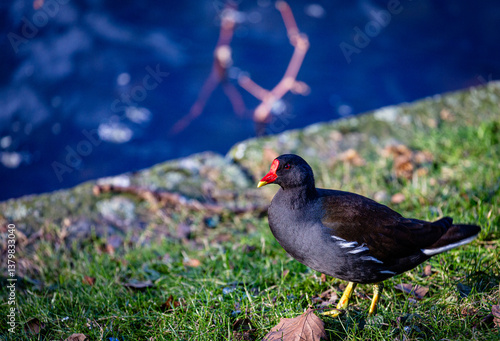 Common moorhen walking near to the water