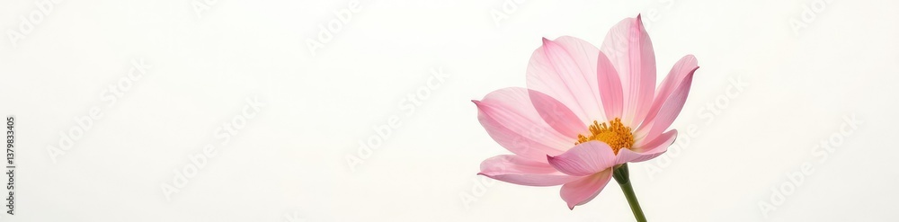 Obraz premium Delicate flower isolated on white background with soft light and gentle shadows, nature, bloom, flowers