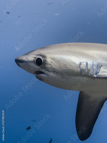 Tableau sur toile head shot of a thresher shark