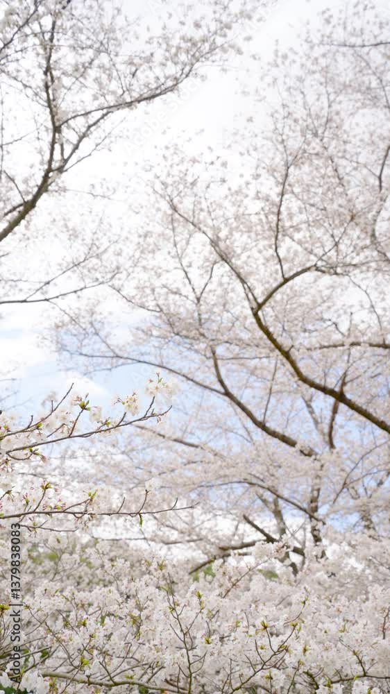 桜 桜