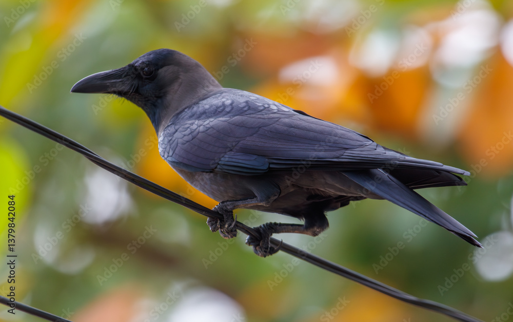 Obraz premium A black crow is perched on a power line