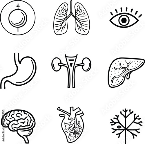 Human Organs Line Icons Set – Brain, Heart, Stomach, Bones, Nervous System, Medical Outline Vector