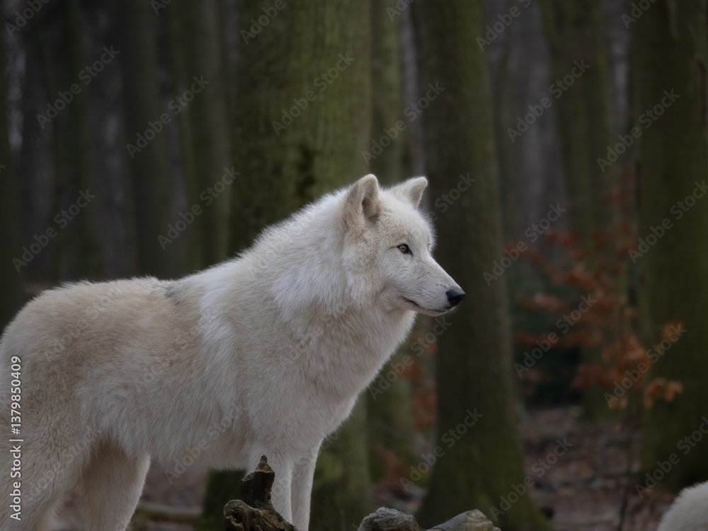 Artic wolf in the forest Artic wolf in the forest