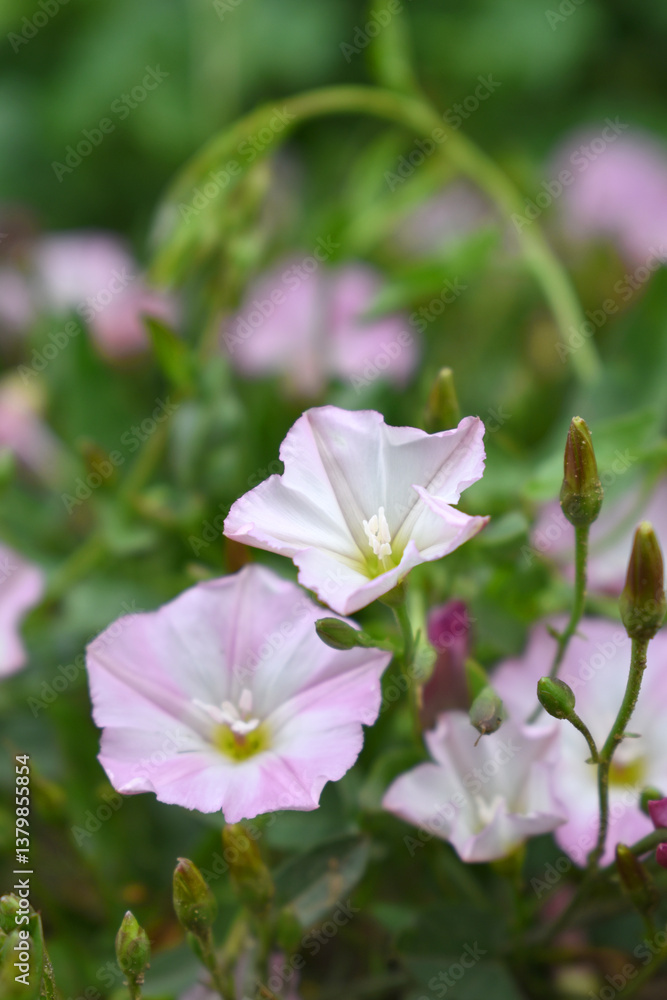 Fototapeta premium Field bindweed or Convolvulus arvensis or European bindweed or Creeping Jenny with open flowers surrounded with dense green leaves, closeup of Field bindweed flower