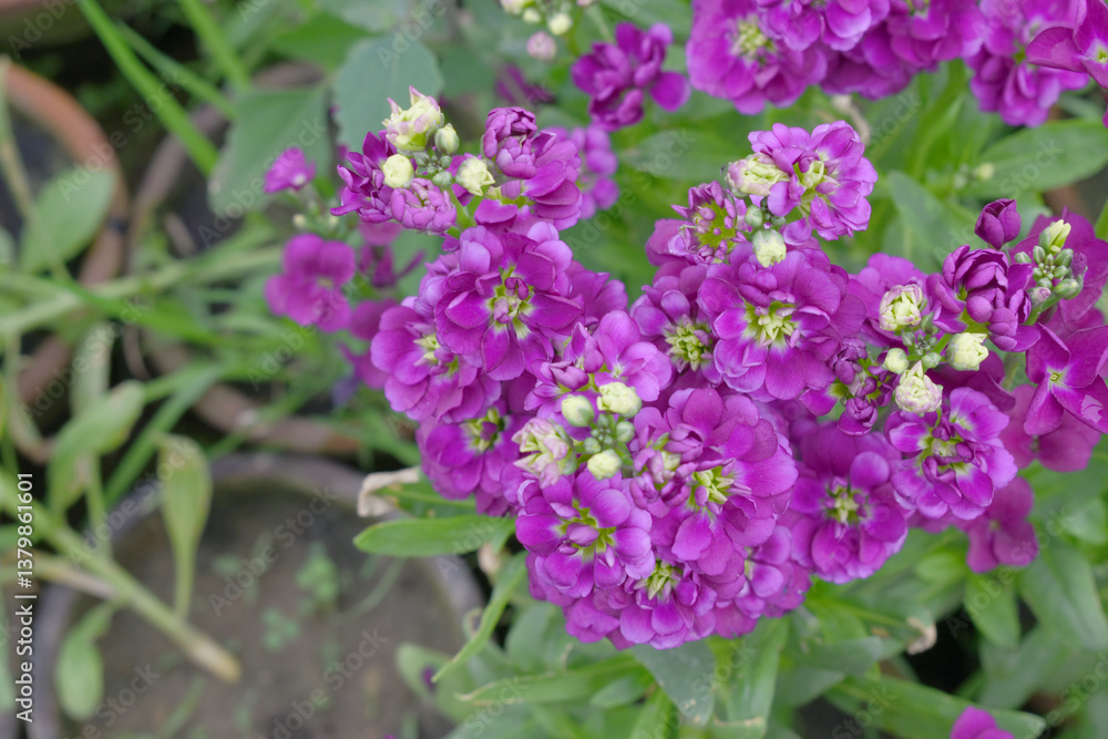 Purple Hoary Stock, Purple Hoary Stock or Matthiola Incana is a member of the Brassicaceae family of flowering plants. It's also commonly known as Brompton Stock, Common Stock, Purple flower in garden Purple Hoary Stock, Purple Hoary Stock or Matthiola Incana is a member of the Brassicaceae family of flowering plants. It's also commonly known as Brompton Stock, Common Stock, Purple flower in garden