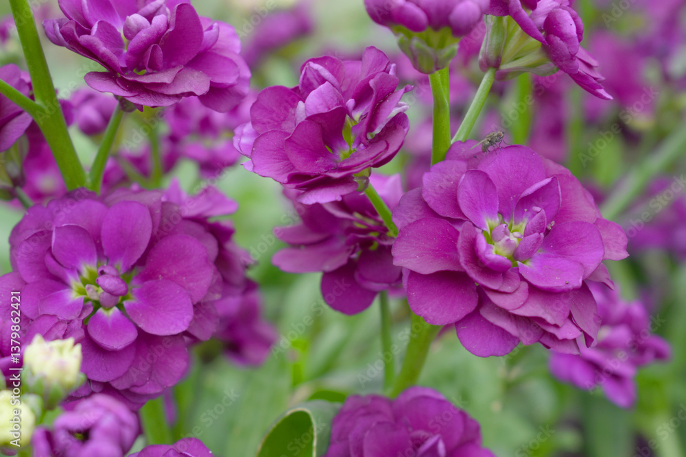 Purple Hoary Stock, Purple Hoary Stock or Matthiola Incana is a member of the Brassicaceae family of flowering plants. It's also commonly known as Brompton Stock, Common Stock, Purple flower in garden Purple Hoary Stock, Purple Hoary Stock or Matthiola Incana is a member of the Brassicaceae family of flowering plants. It's also commonly known as Brompton Stock, Common Stock, Purple flower in garden