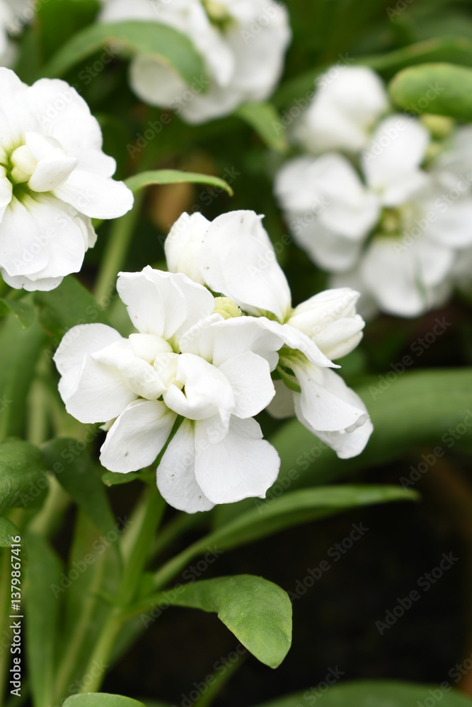 White Hoary Stock, White Hoary Stock or Matthiola Incana is a member of the Brassicaceae family of flowering plants. It's also commonly known as Brompton Stock, Common Stock, White flower in garden White Hoary Stock, White Hoary Stock or Matthiola Incana is a member of the Brassicaceae family of flowering plants. It's also commonly known as Brompton Stock, Common Stock, White flower in garden
