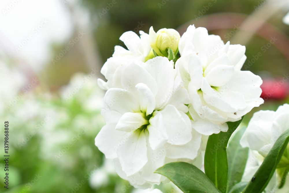White Hoary Stock, White Hoary Stock or Matthiola Incana is a member of the Brassicaceae family of flowering plants. It's also commonly known as Brompton Stock, Common Stock, White flower in garden White Hoary Stock, White Hoary Stock or Matthiola Incana is a member of the Brassicaceae family of flowering plants. It's also commonly known as Brompton Stock, Common Stock, White flower in garden