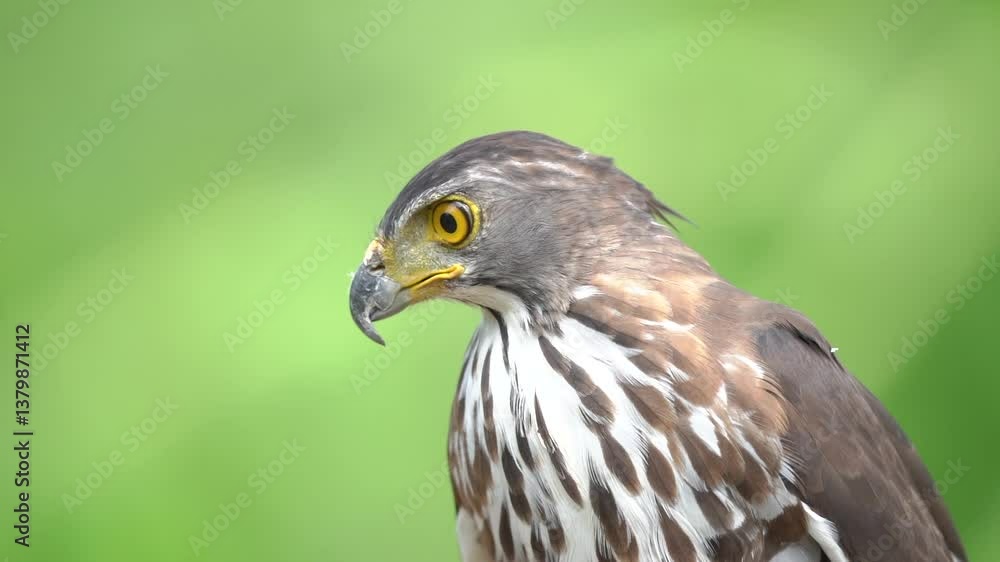 Close up shot of beautiful and good looking hawk in wild. Close up shot of beautiful and good looking hawk in wild.