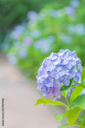 神奈川 八景島の美しいアジサイ